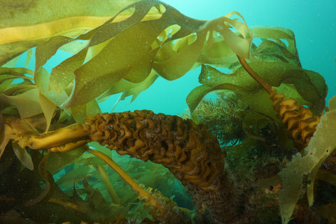The spore of the Undaria pinnatifida seaweed, named mekabu, contained in the SeaQuo Immune supplement.