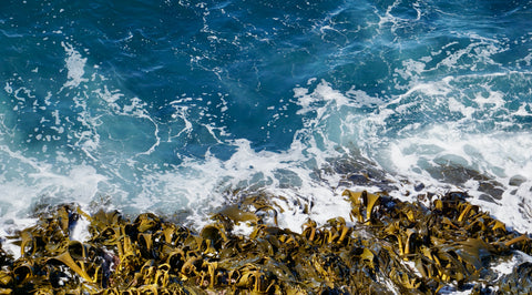 Tasmanian sustainable organic seaweed