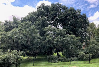 Old oak tree in Peoria