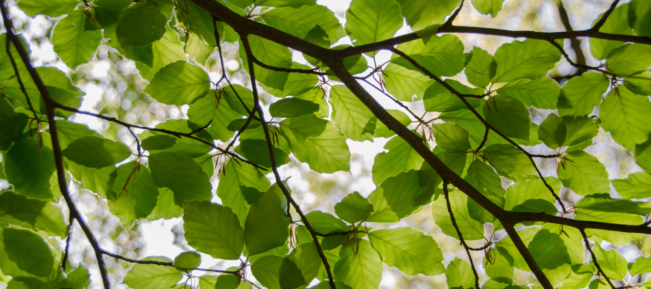 Branches and leaves of a tree as seen from underneath