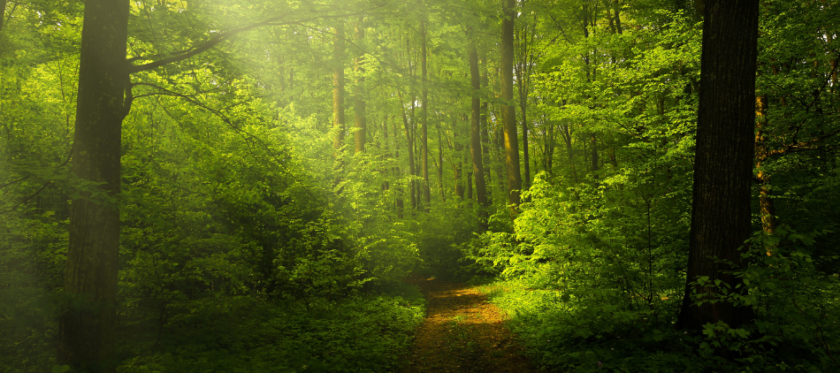 A Path Through the Woods and Light Streaming Through the Trees