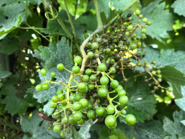 Peronospora Trauben im Bioweinberg