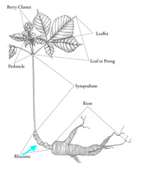 Sơ đồ cây nhân sâm