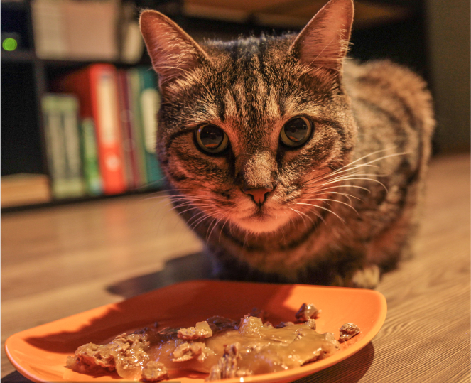 How to better feed wet food? At the beginning, we can feed our baby with wet food on small plates as snacks. | AIITLE  