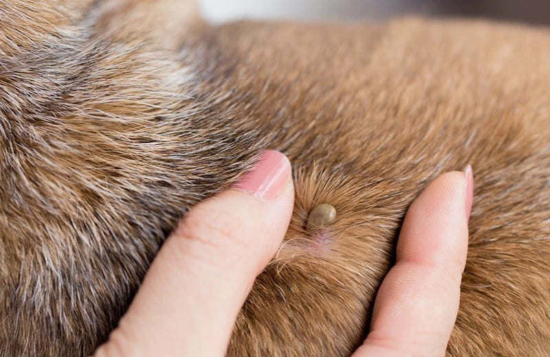 How to naturally expel ticks and fleas from pets | AIITLE