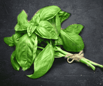 Basil is famous for its star position in garlic sauce | AIITLE