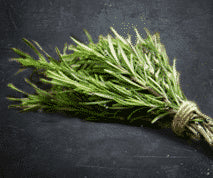 Rosemary is famous for adding spicy earthy flavor to pizza sauce | AIITLE