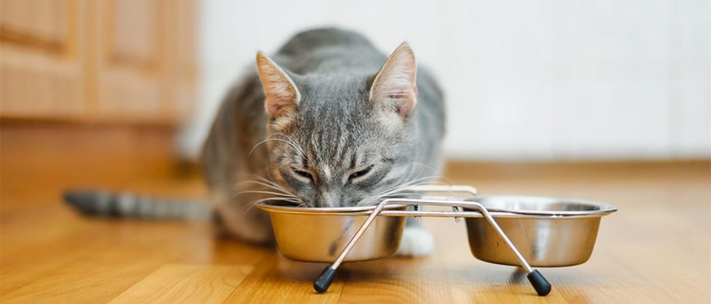Feeding cats a mixed meal of dry and wet food can make our little babies enjoy the whole meal more!  | AIITLE