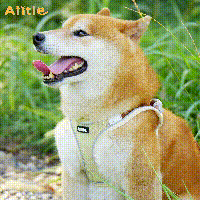 aiitle summer mesh dog harness beige