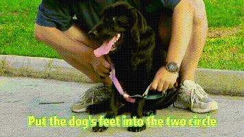 aiitle dog leash set