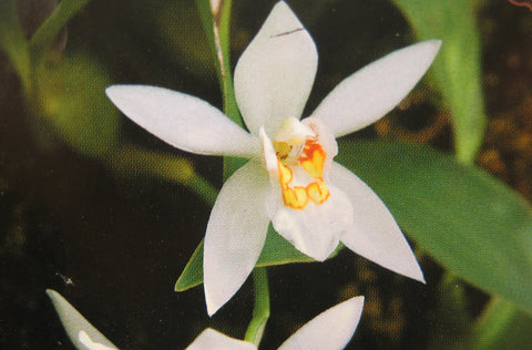 TÌNH YÊU LAN 4 - Page 93 Coelogynenitida_large