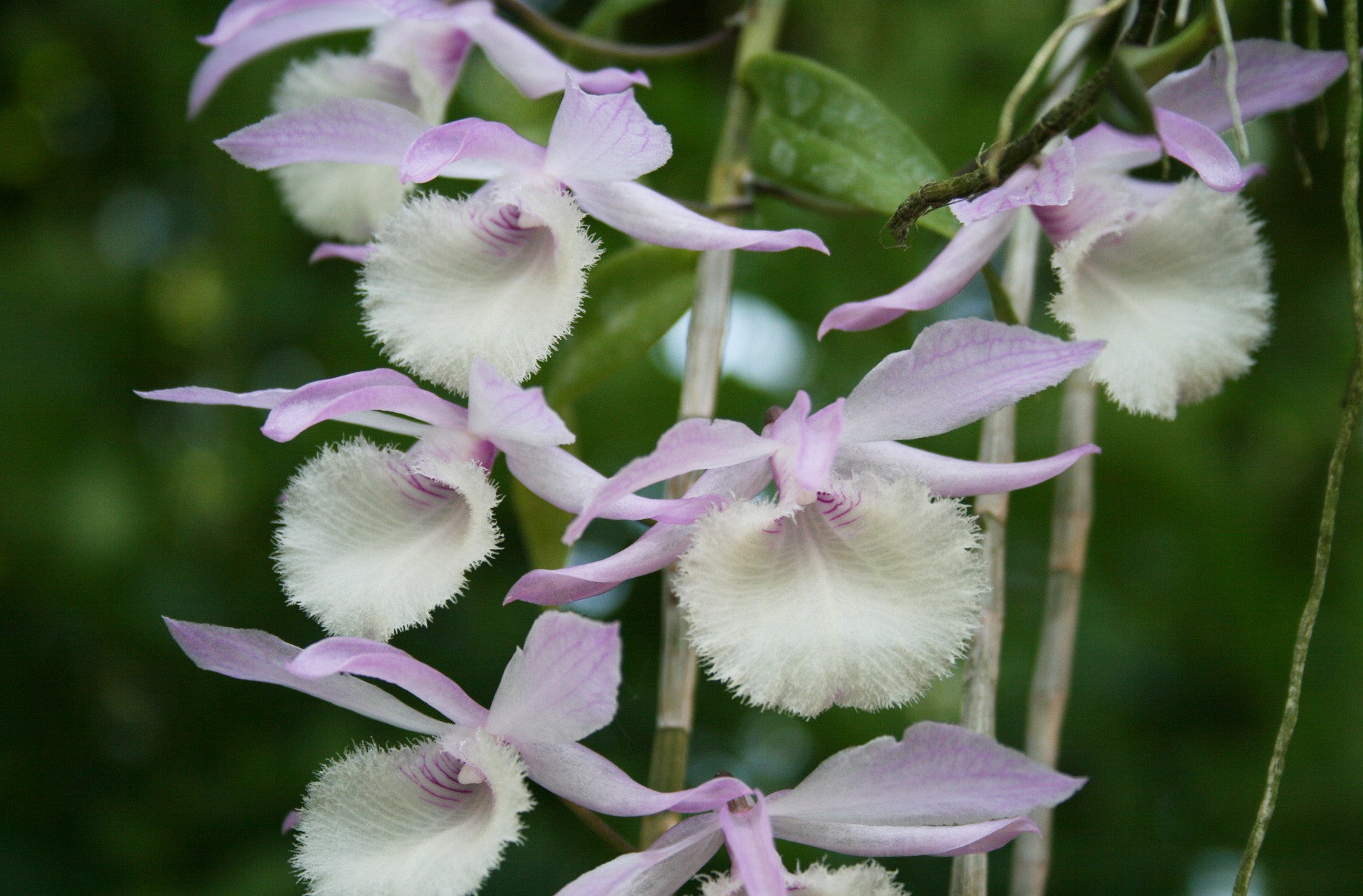 Dendrobium aphyllum