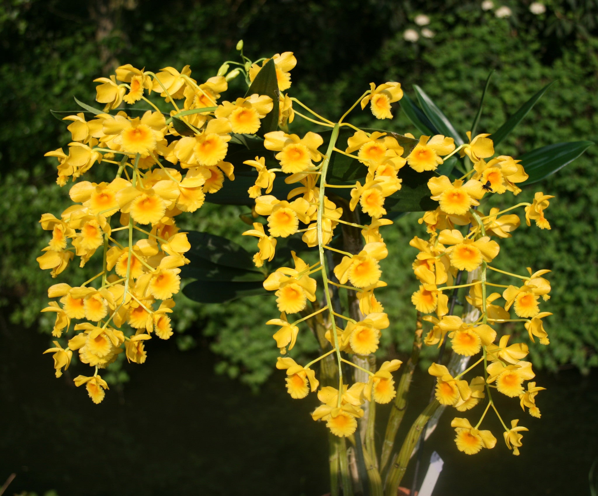 Kết quả hình ảnh cho Dendrobium chrysotoxum