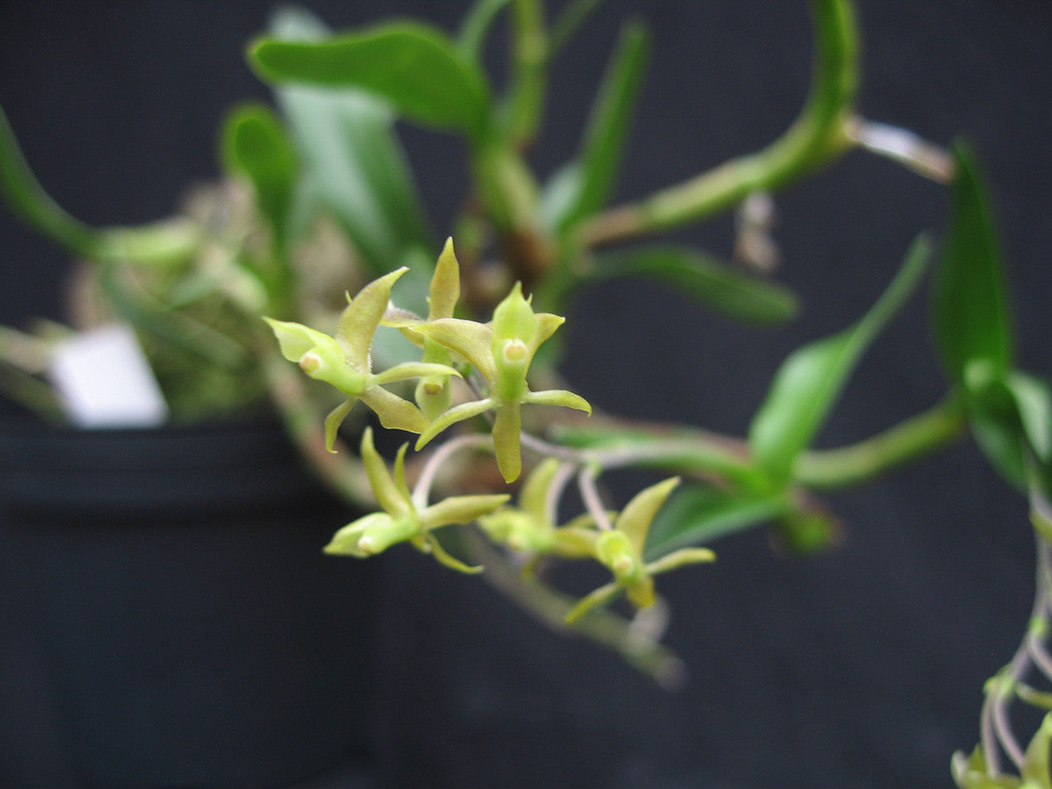 Epidendrum Avicula Petrens Orchid Shop