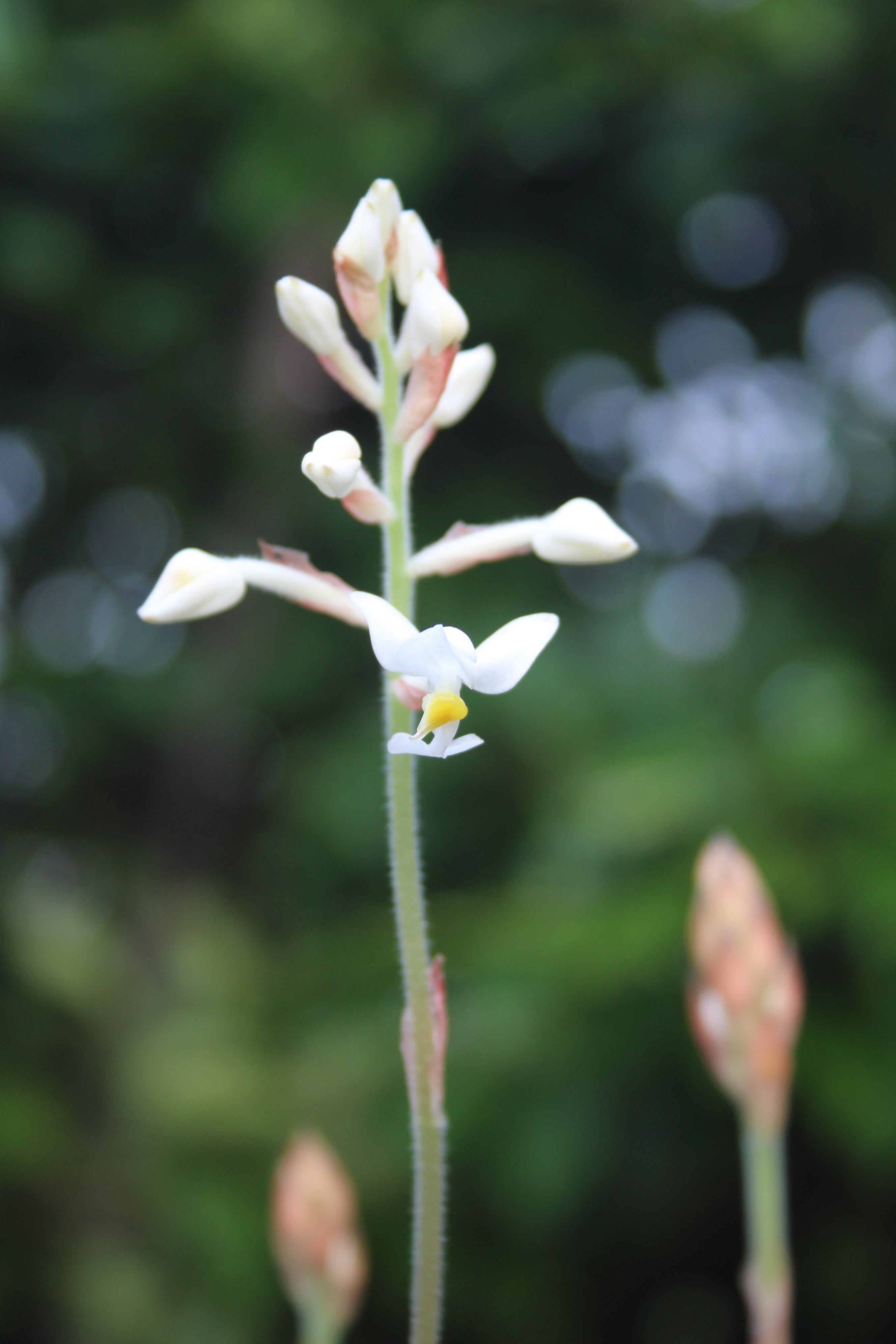 Ludisia Discolor Alba Petrens Orchid Shop