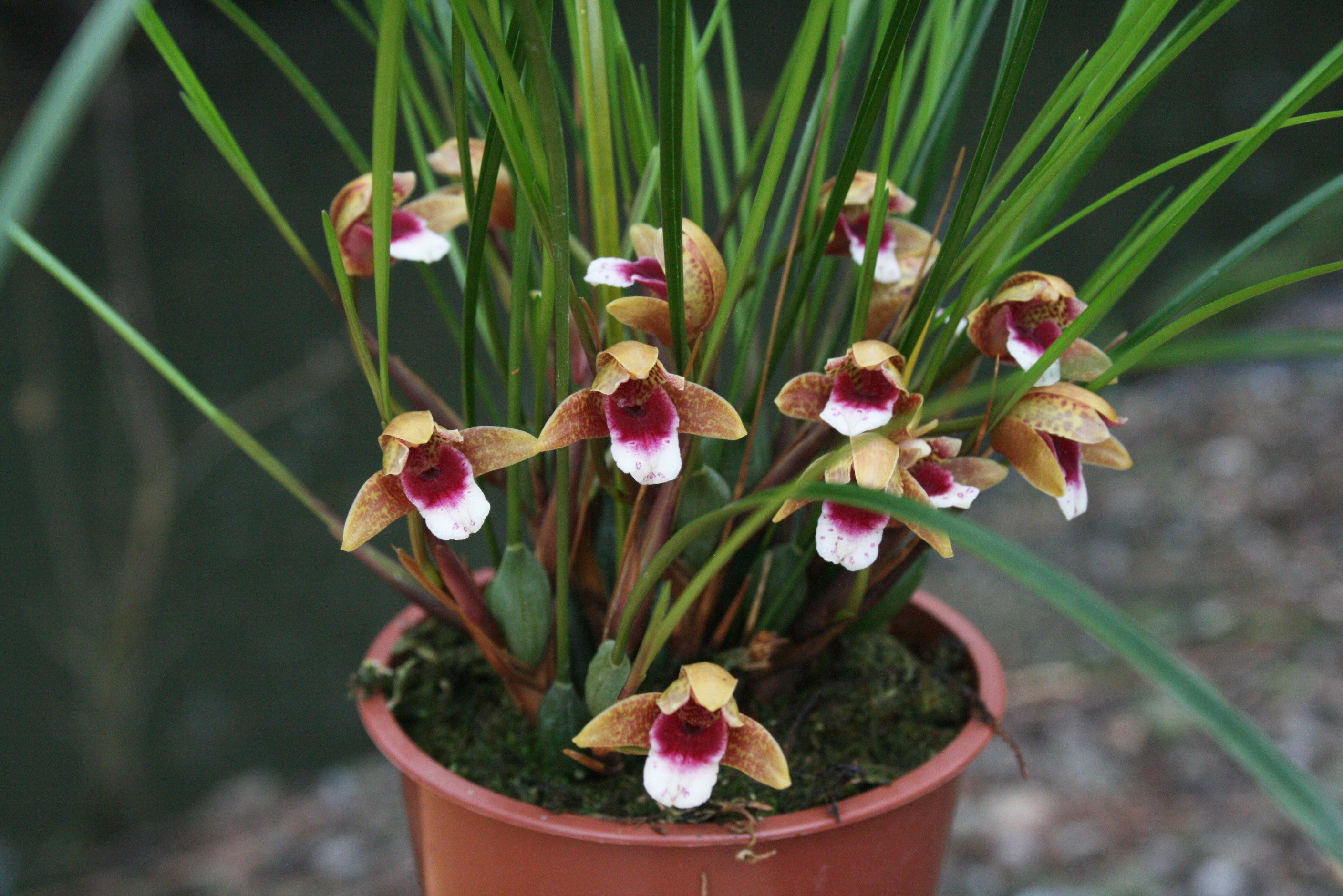 Maxillaria sanguinea