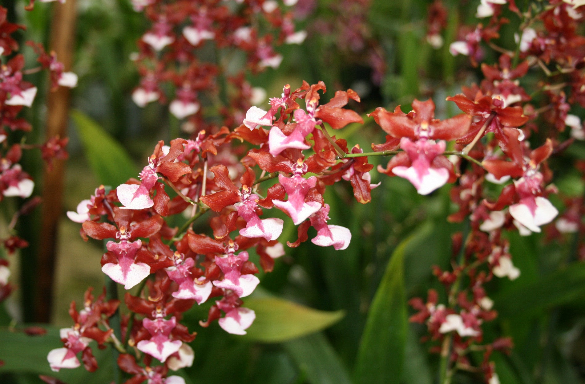 Oncidium Sharry Baby Sweet Fragrance Petrens Orchid Shop