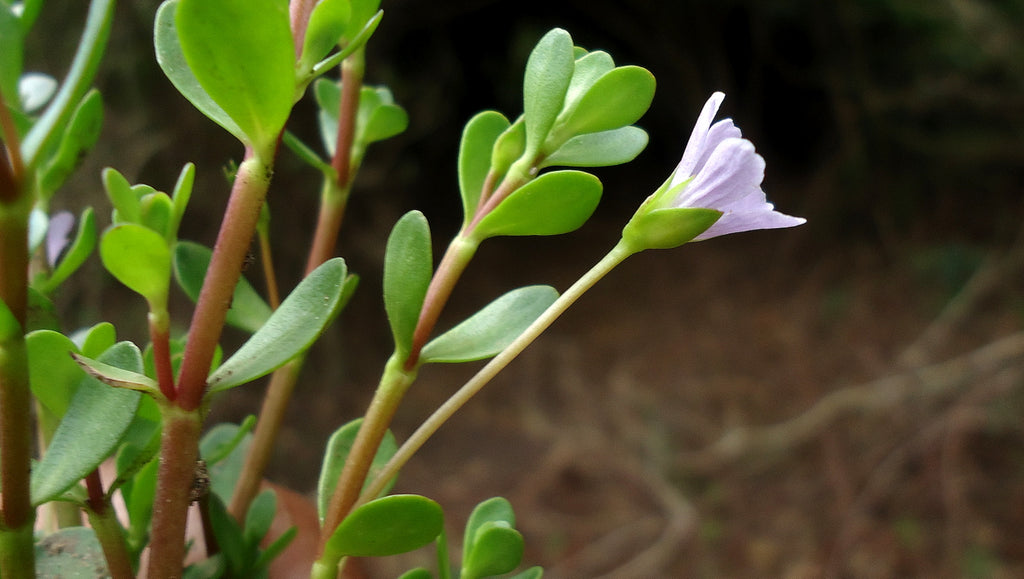 Bacopa monnieri