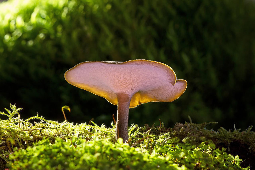 A reishi mushroom growing out of a moss bed