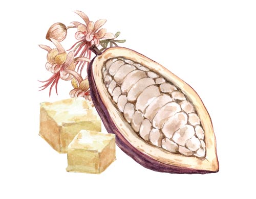 Beurre de Cacao