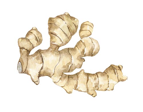 Ginger root extract