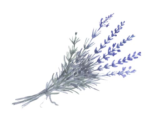 Essential oil of Lavender