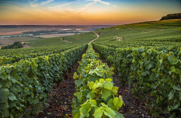 Exploring the Top Wine Regions