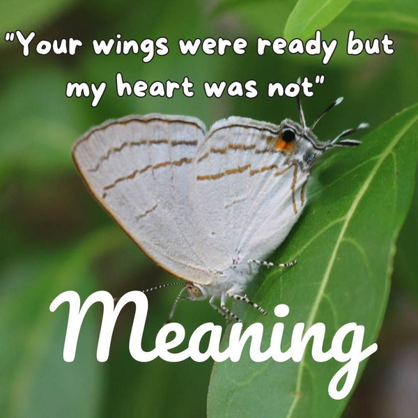 your wings were ready but our hearts were not