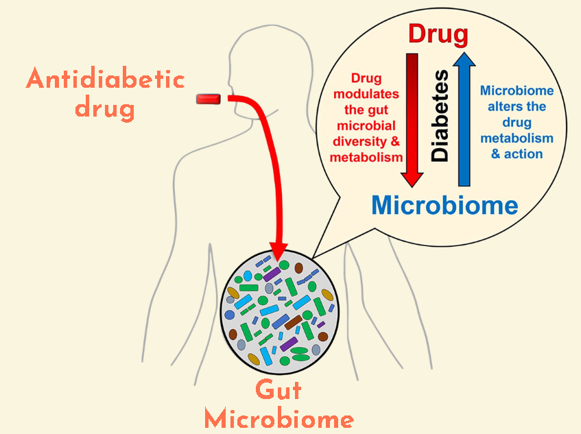 metformin affects gut microbiome