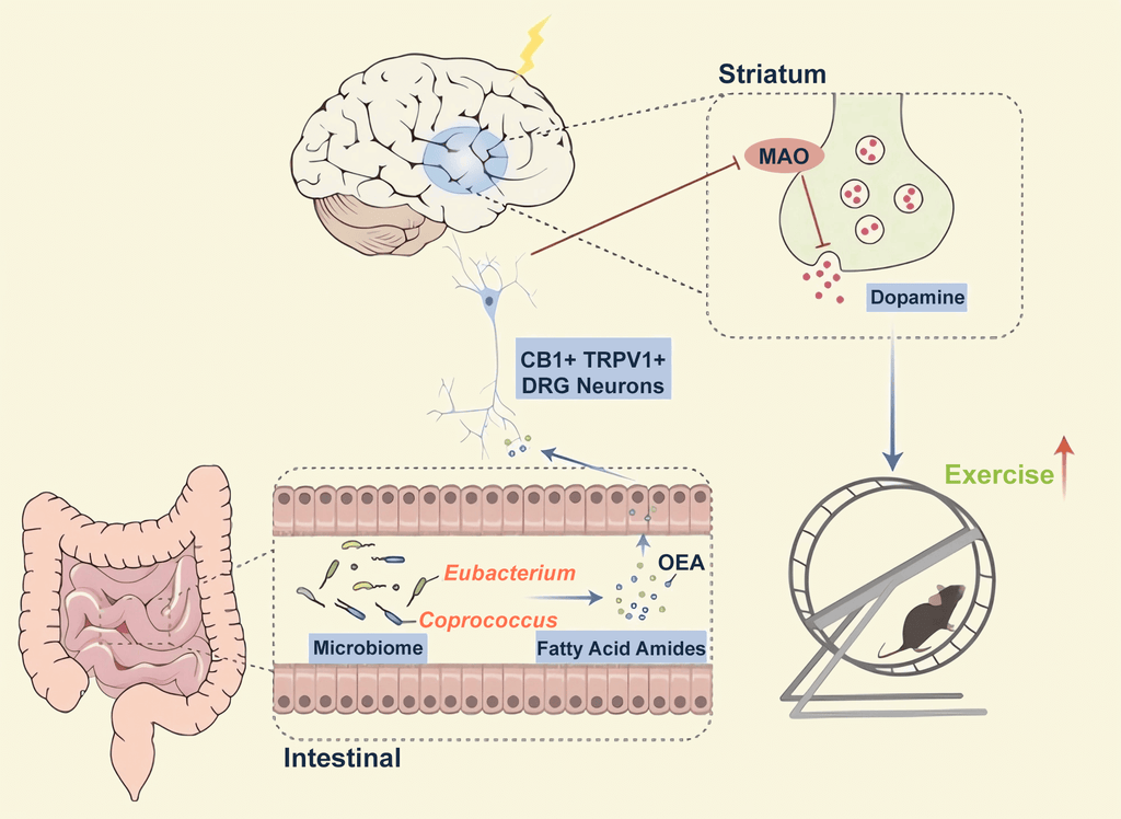 diagram showing the connection between exercise, dopamine and gut microbiome