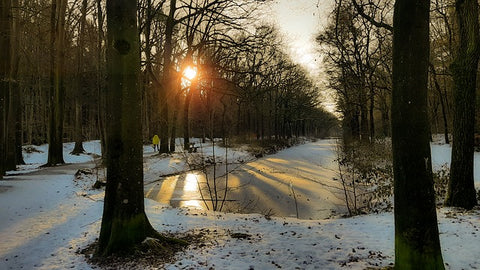 Schneebedeckter Wald