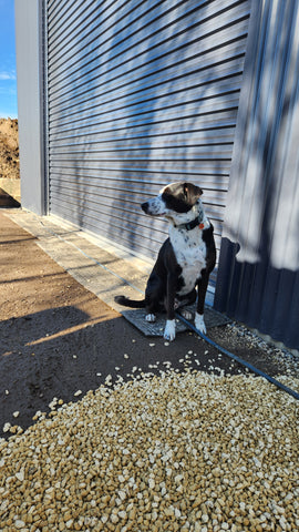 A dog sits outside a shed on a rubber mat which is a used sprint car tyre