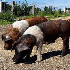 Husumer Rot-Bunte Protestschweine