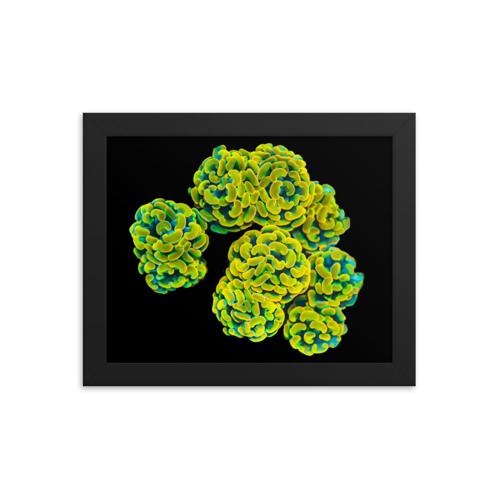 Mystic Marigolds - Framed Fine Art Print - Coral Reef Photography Art