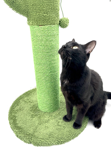 cat playing with frisco scratching post