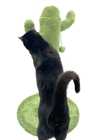 cat climbing cactus