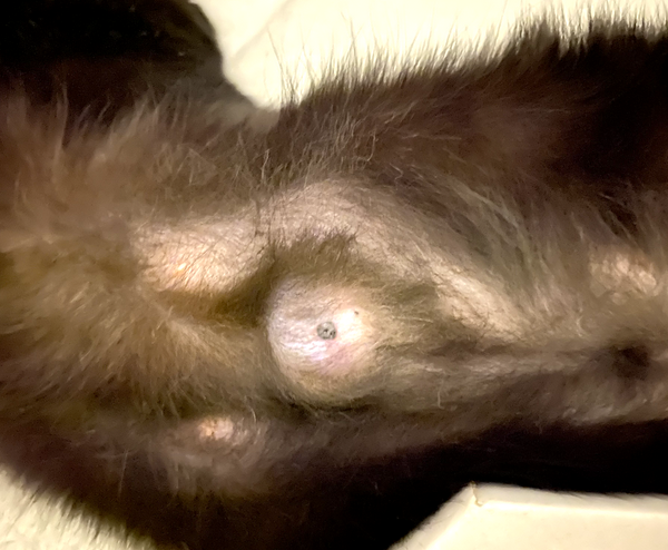 cat lump on stomach