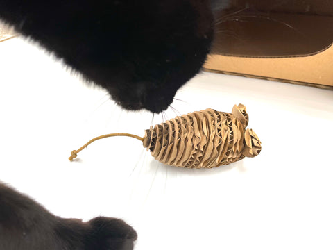 cat smelling a cardboard mouse