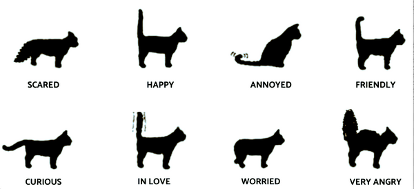 what it means when a cat wags their tail
