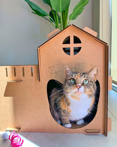 Cat inside of the Cardboard Cat Homes Kitty House