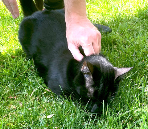 control a cat with the scruff of its neck