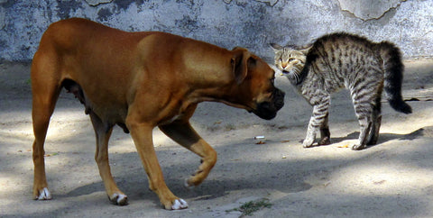 dog scaring outdoor cat