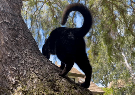 cat wagging tail in tree