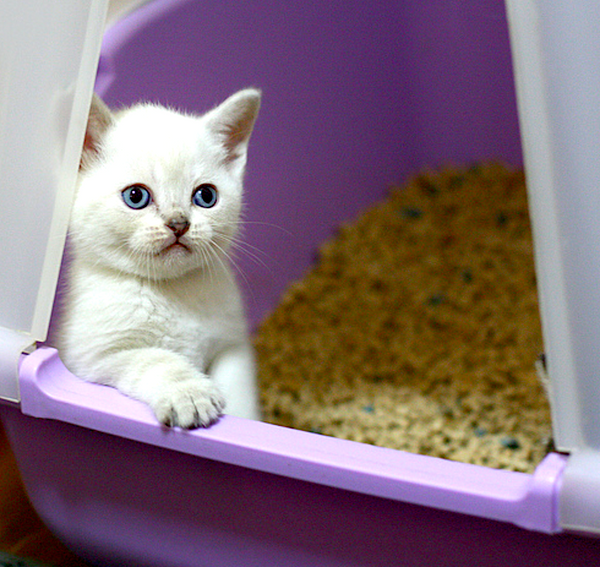 kitten playing in litter box
