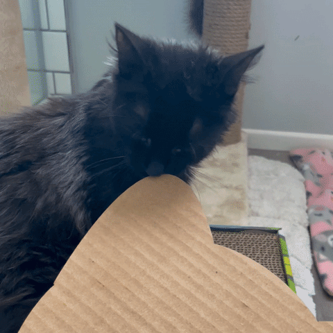 olympia cat chewing cardboard