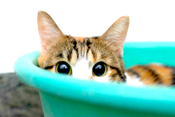 Shy cat hiding in its litter box