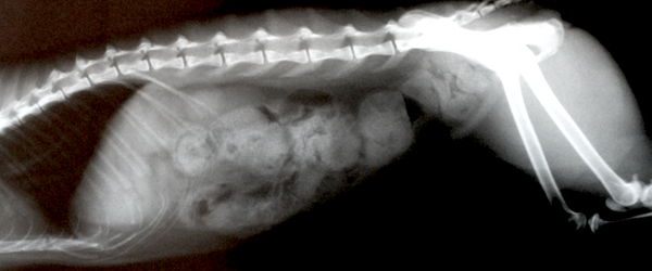 x-ray-of-cat-constipation