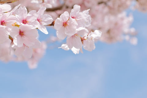 桜と青空