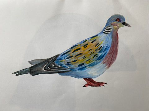 turtle dove drawing