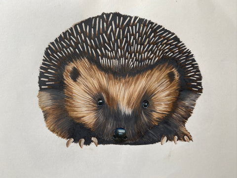 hedgehog drawing